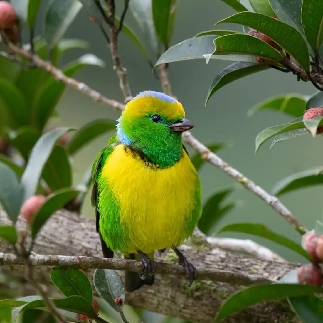 Birdwatching Tour in Monteverde