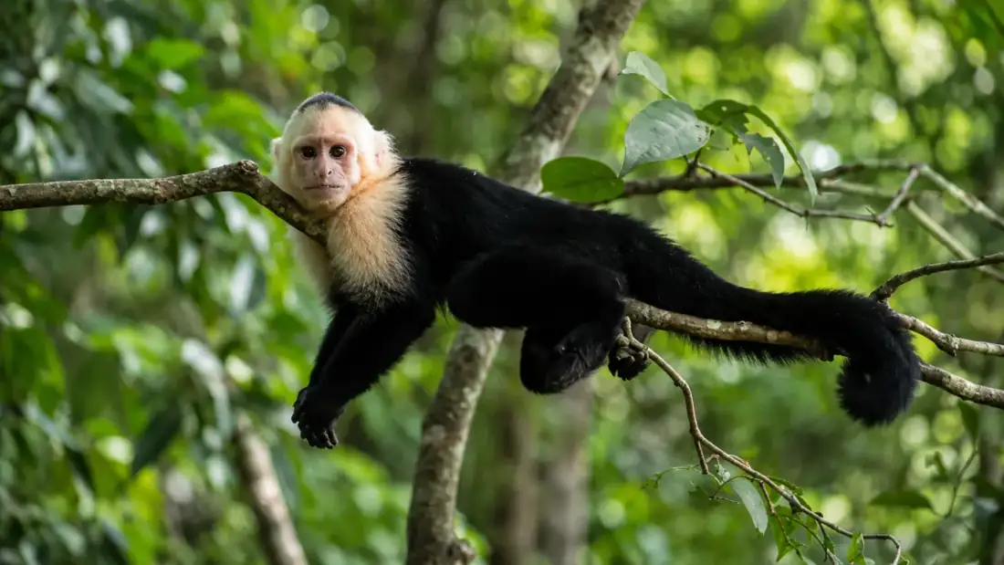 Cloud Forest Reserve Tour in Monteverde